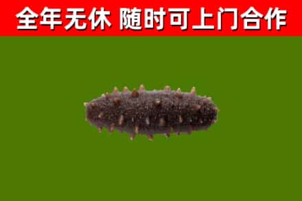 衡阳县烟酒回收干海参.jpg
